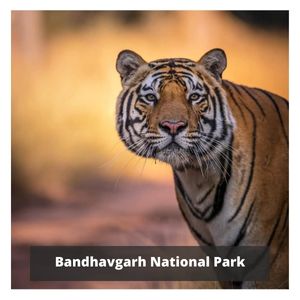 Bandhavgarh National Park Bandhavgarh National Park