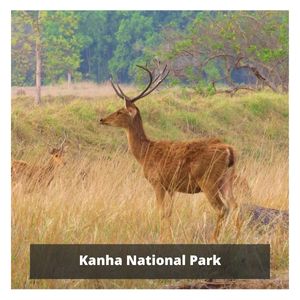 Kanha National Park Kanha National Park