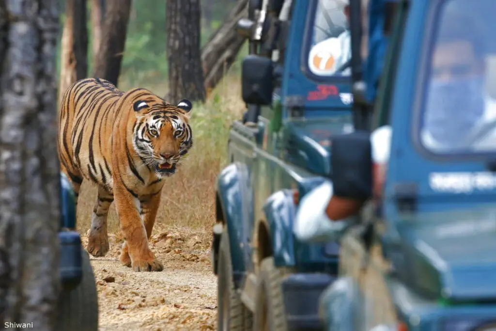 Tadoba tiger safari package jeep with tiger sighting