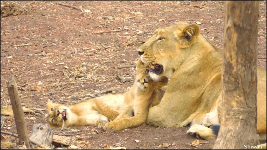 Asiatic lioness and cub resting in the forest at Gir National Park Gujarat during Jungle Routes safari