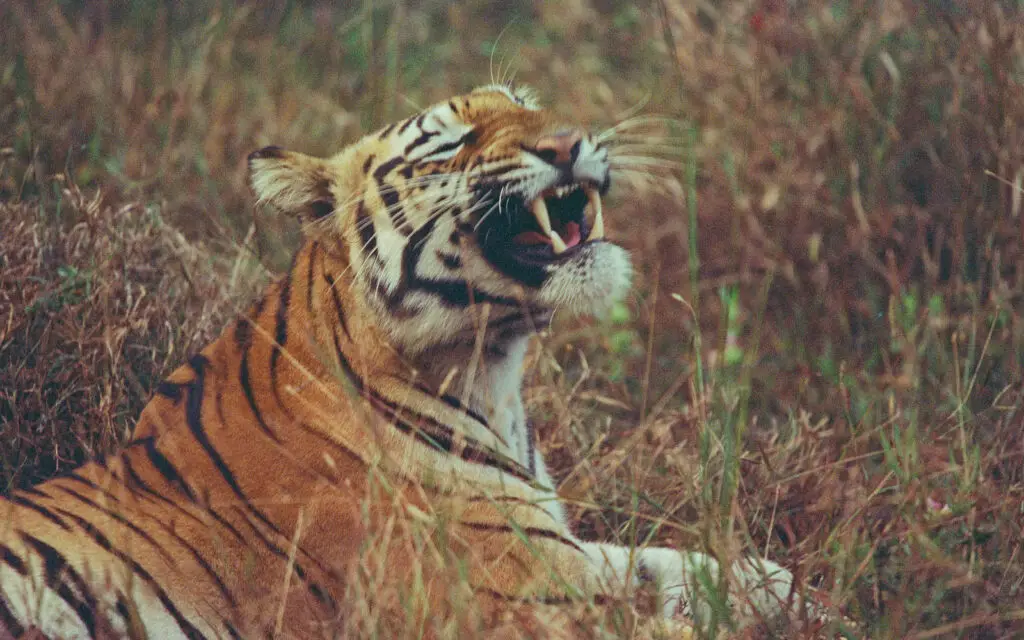 Nayantara blue-eyed tigress resting in grass at Tadoba Nimdela Buffer zone