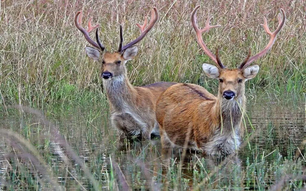 Barasingha swamp deer in wet grassland at Kanha National Park