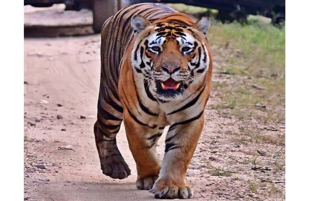 Tiger walking on safari track at Kanha Tiger Reserve