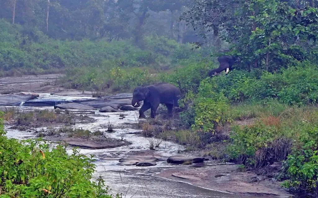 Wild elephants crossing river in forest at Kanha National Park
