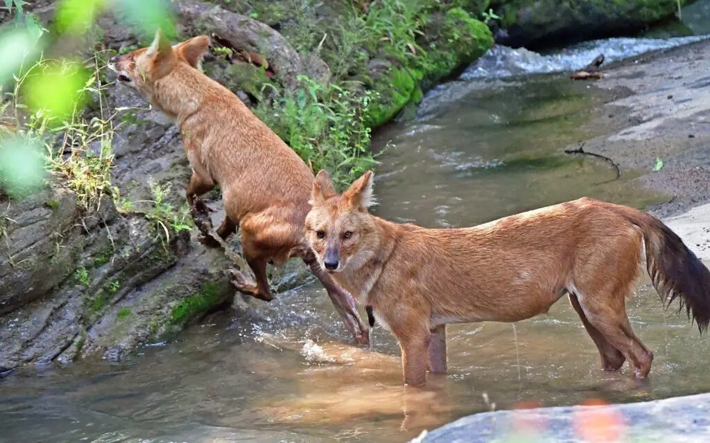 Indian wild dogs standing in stream at Kanha National Park
