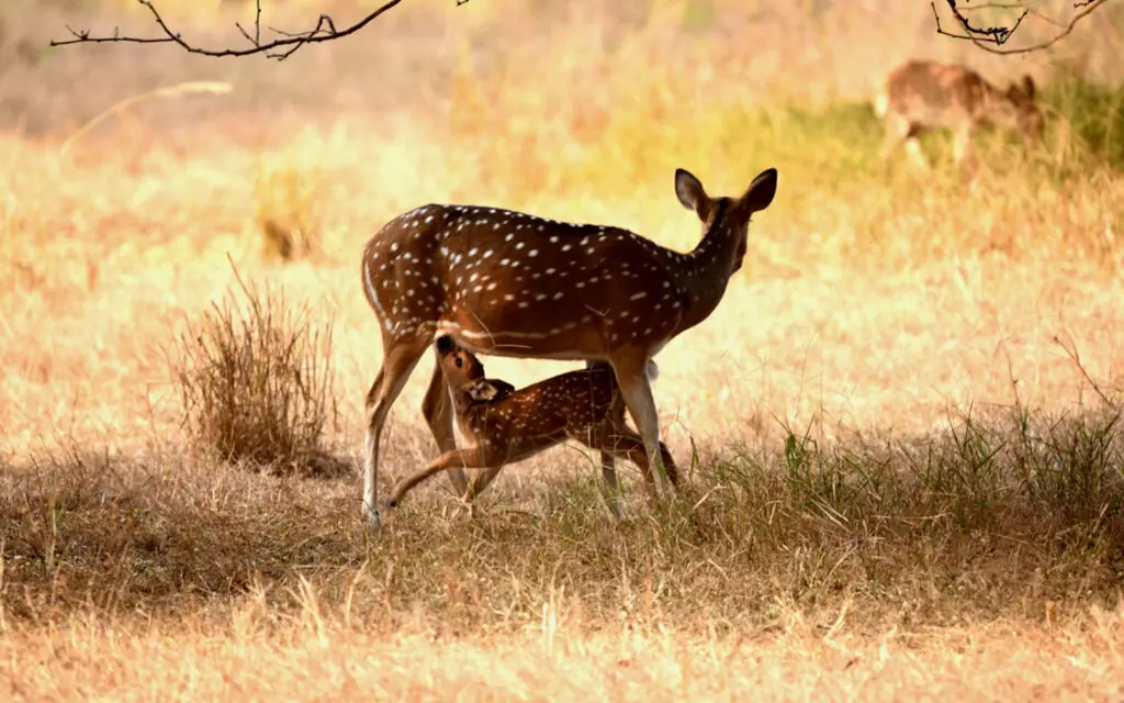 Spotted deer with fawn in grassland at Tadoba Tiger Reserve