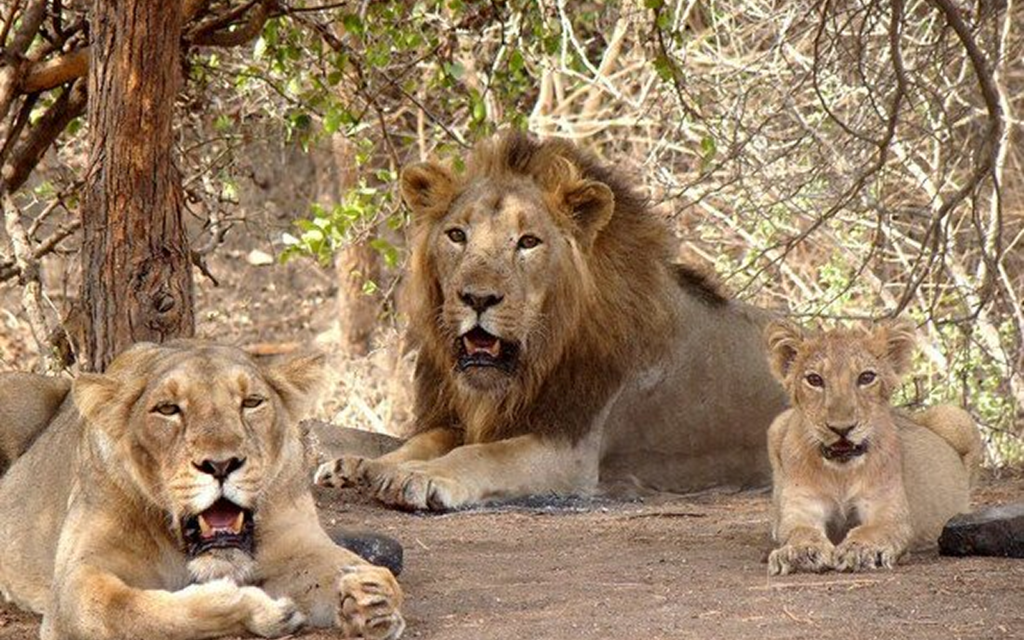 Asiatic lion family resting in the forest at Gir National Park Gujarat during Jungle Routes safari