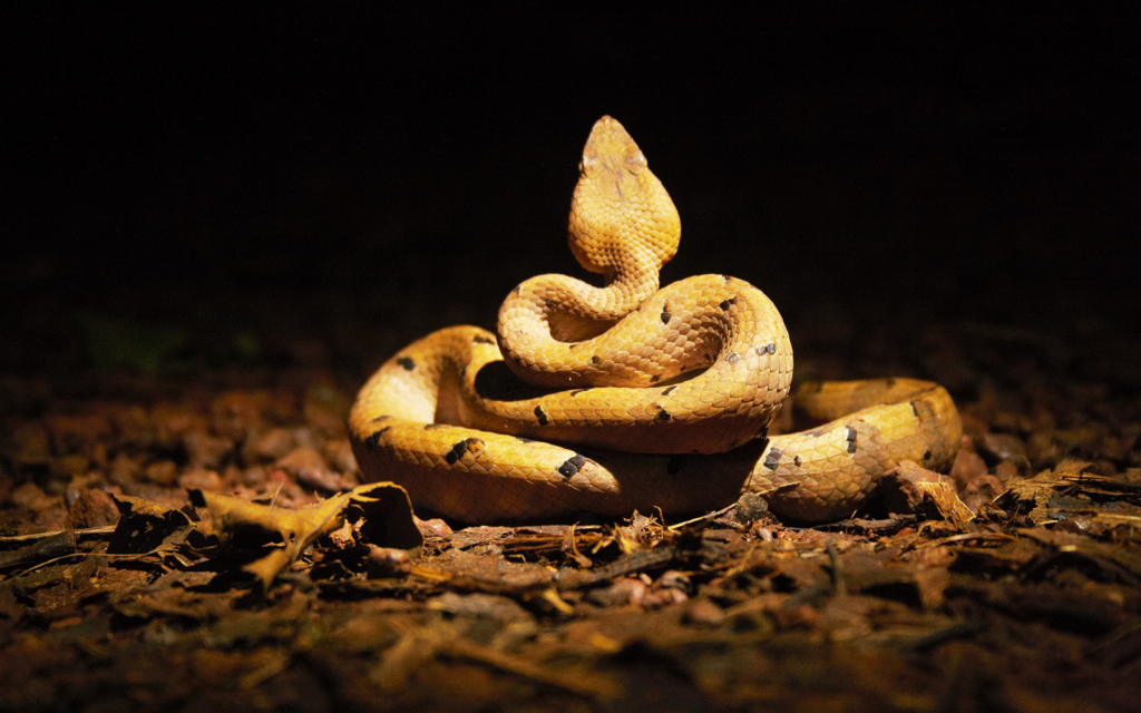 Hump Nosed pit viper 1