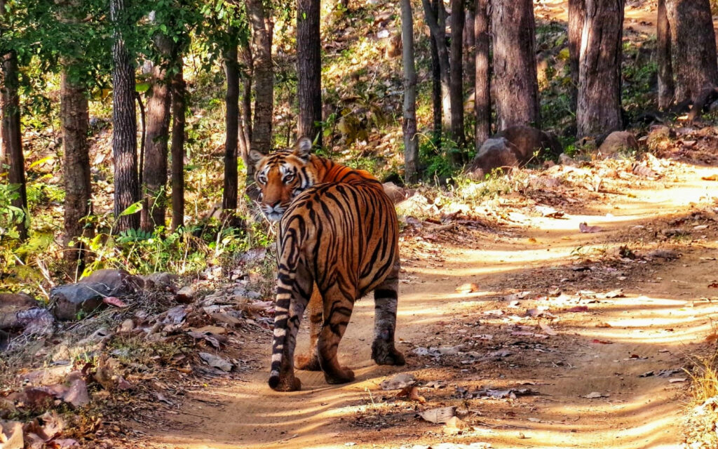Bacchi female tigress walking on forest track in Madhai zone Satpura Tiger Reserve
