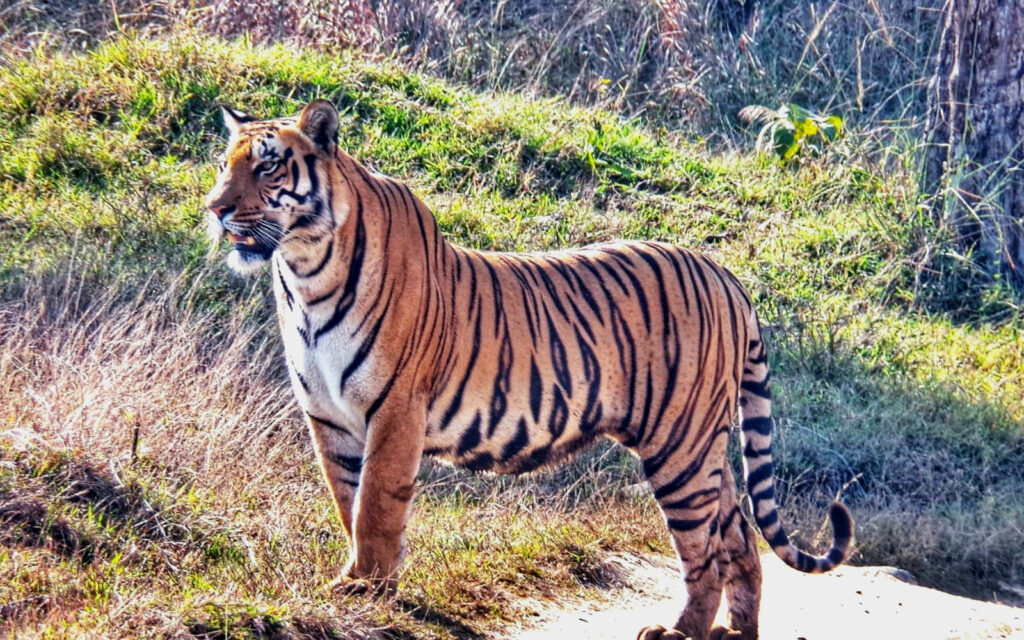 Bacchi female tigress standing alert in grassland at Madhai zone Satpura Tiger Reserve