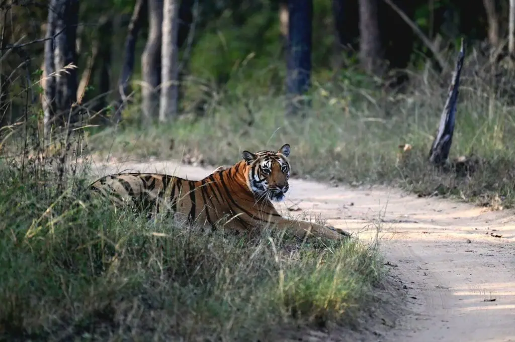 Bachhi tigress resting on forest track in Satpura Tiger Reserve Madhai region