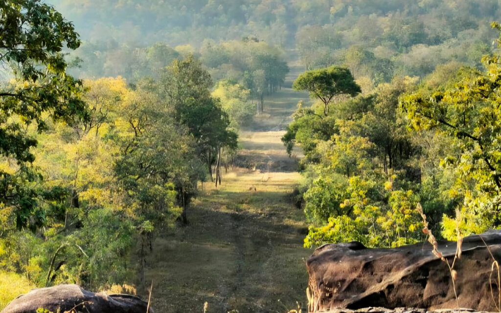 Fireline landscape view in Satpura Tiger Reserve with forest valley scenery