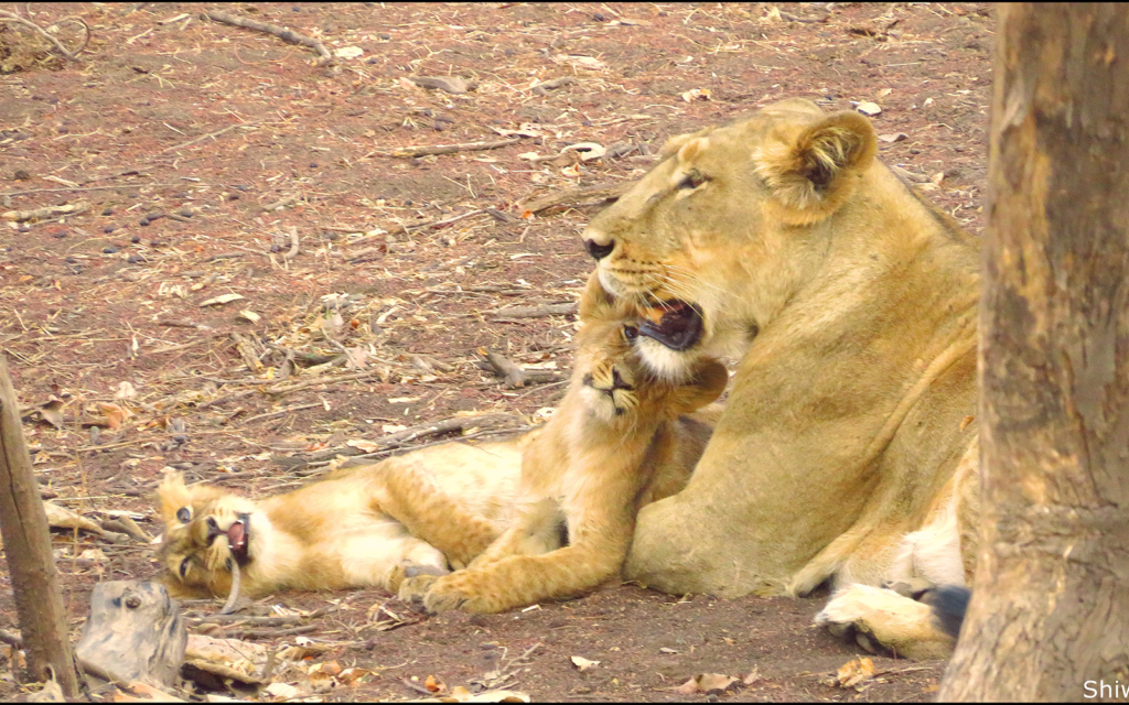 Asiatic lioness and cub resting in the forest at Gir National Park Gujarat during Jungle Routes safari