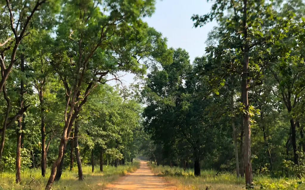Jungle safari track through forest in Tadoba Tiger Reserve