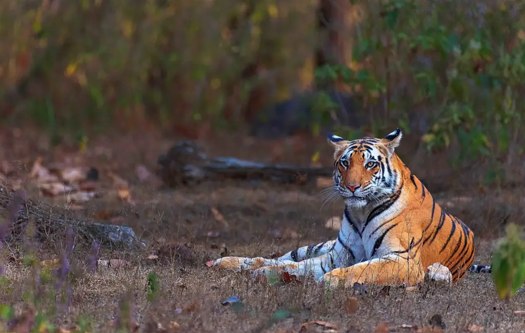 Tiger resting in forest during Kanha tiger safari in India