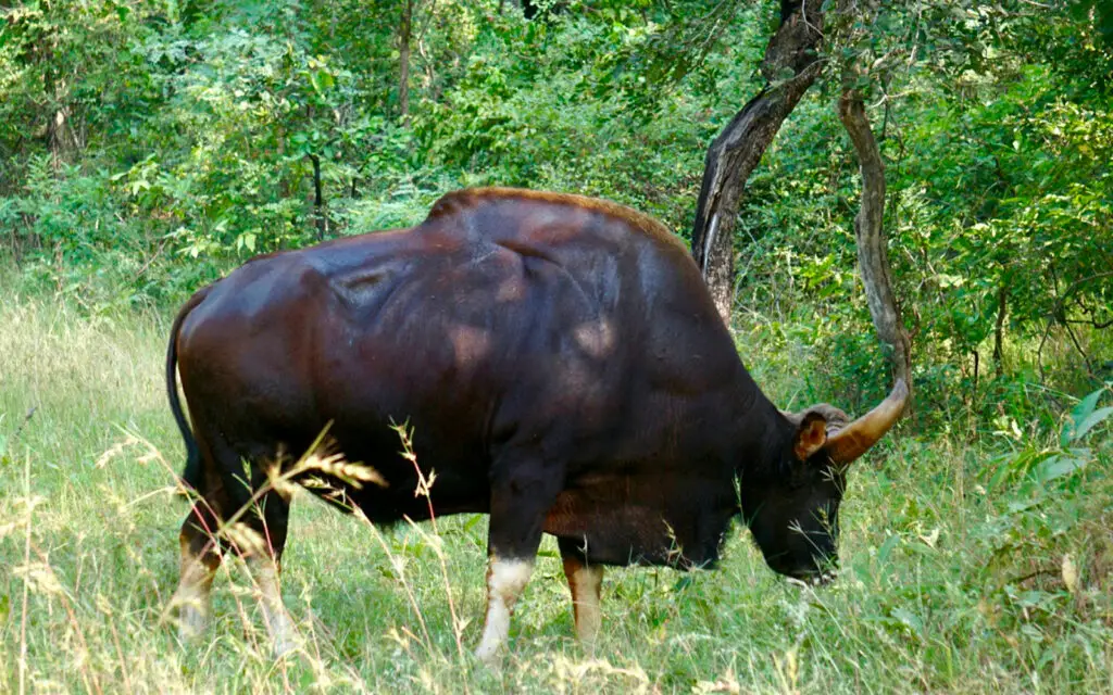Indian gaur grazing in forest at Tadoba Tiger Reserve