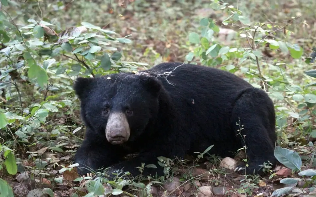 Sloth bear resting in forest during Tadoba tiger safari