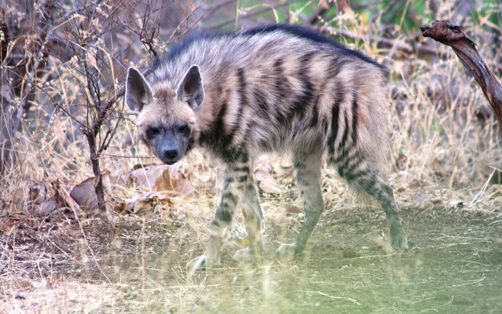 Striped hyena spotted in dry forest habitat at Gir National Park Gujarat safari experience