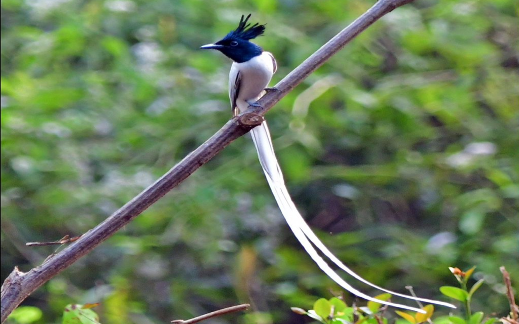 Asian paradise flycatcher spotted during guided birding walk on Goa Herping Monsoon Trail