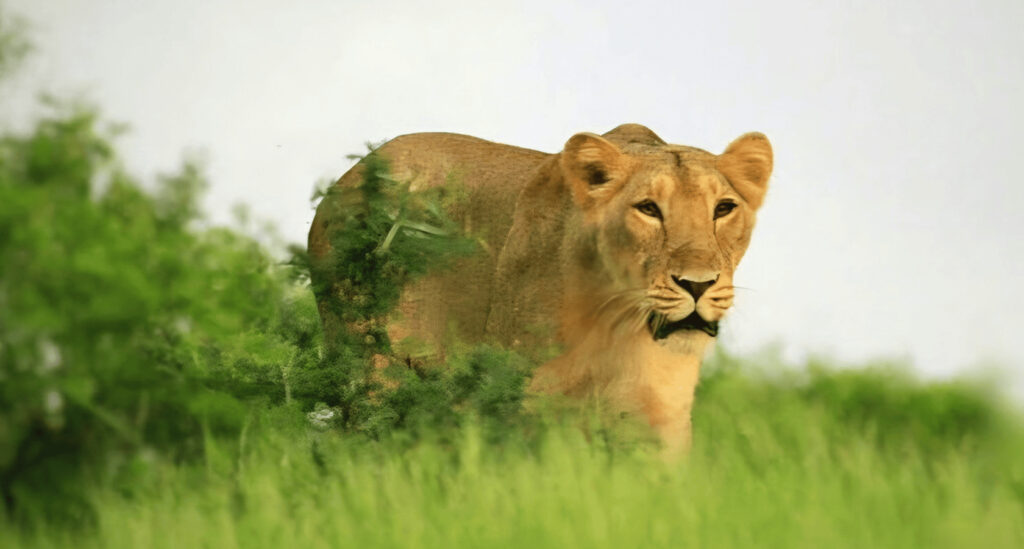 Asiatic lioness standing in tall green grass at Gir National Park, Gujarat during wildlife safari