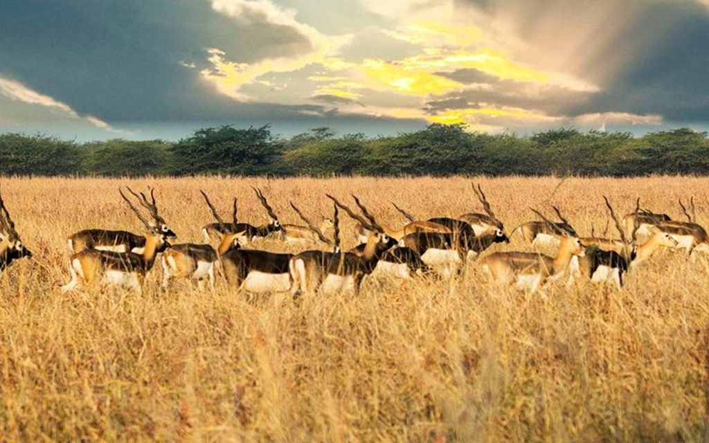Blackbuck herd in golden grasslands near Gir National Park during wildlife safari
