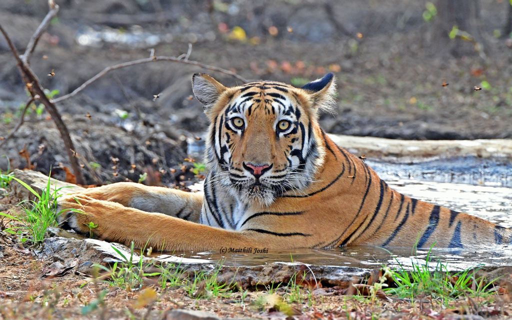 Babli 2 1